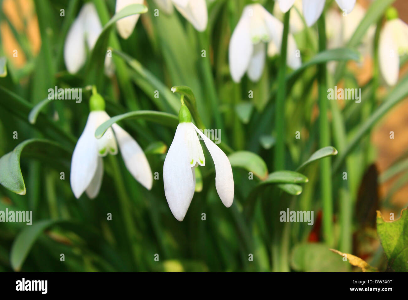 Spring snowdrop flowers Stock Photo