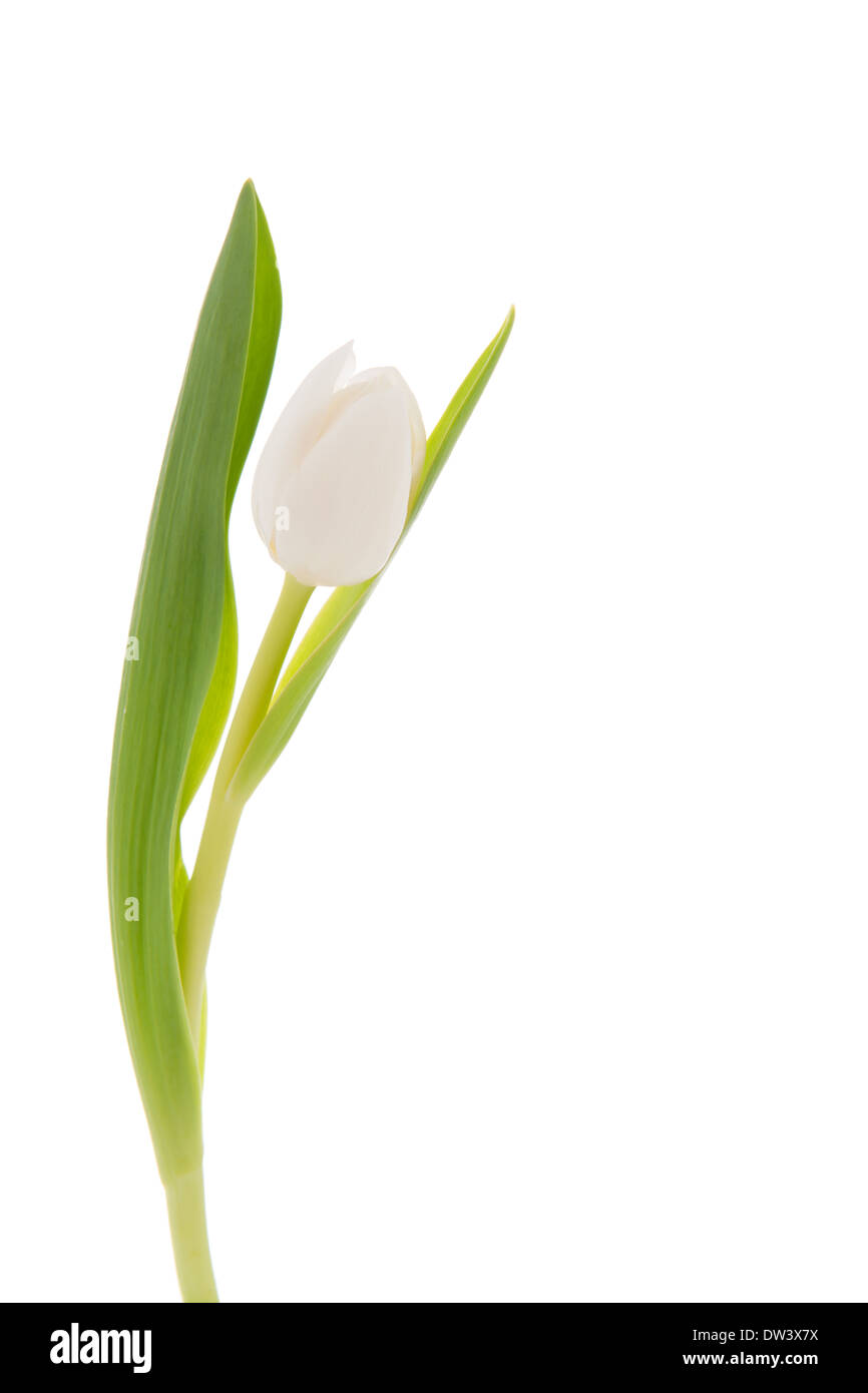 Single white tulip isolated over white background Stock Photo - Alamy
