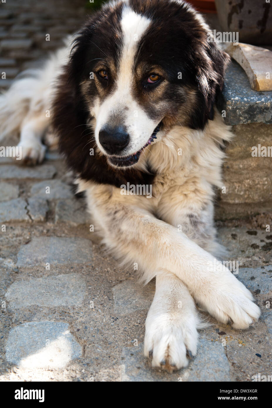 Carpathian sales shepherd cross