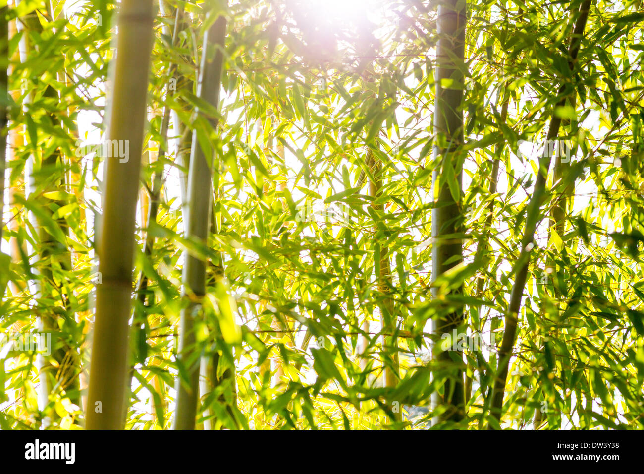 Bamboo Garden at Foothill College, Los Altos Hills, California Stock