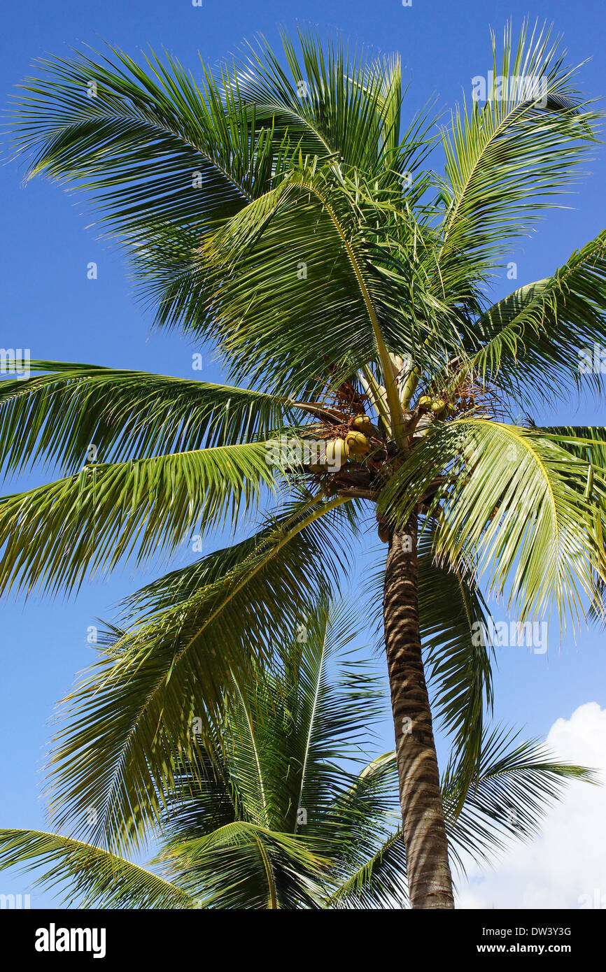 Coconut tree on caribbean beach, Dominican Republic Stock Photo