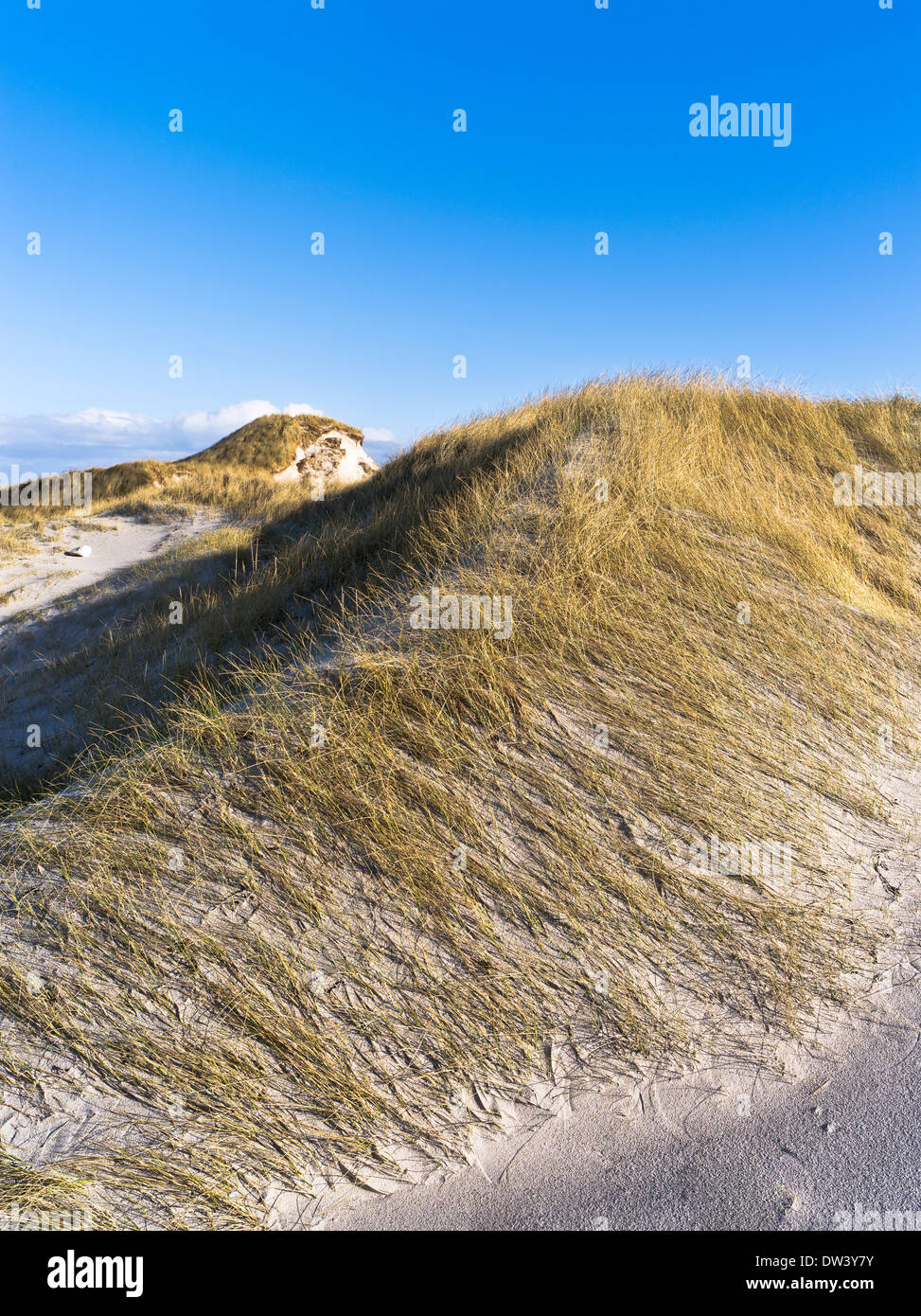 dh  SANDAY ORKNEY Marram grass sand dune scotland dunes uk Stock Photo