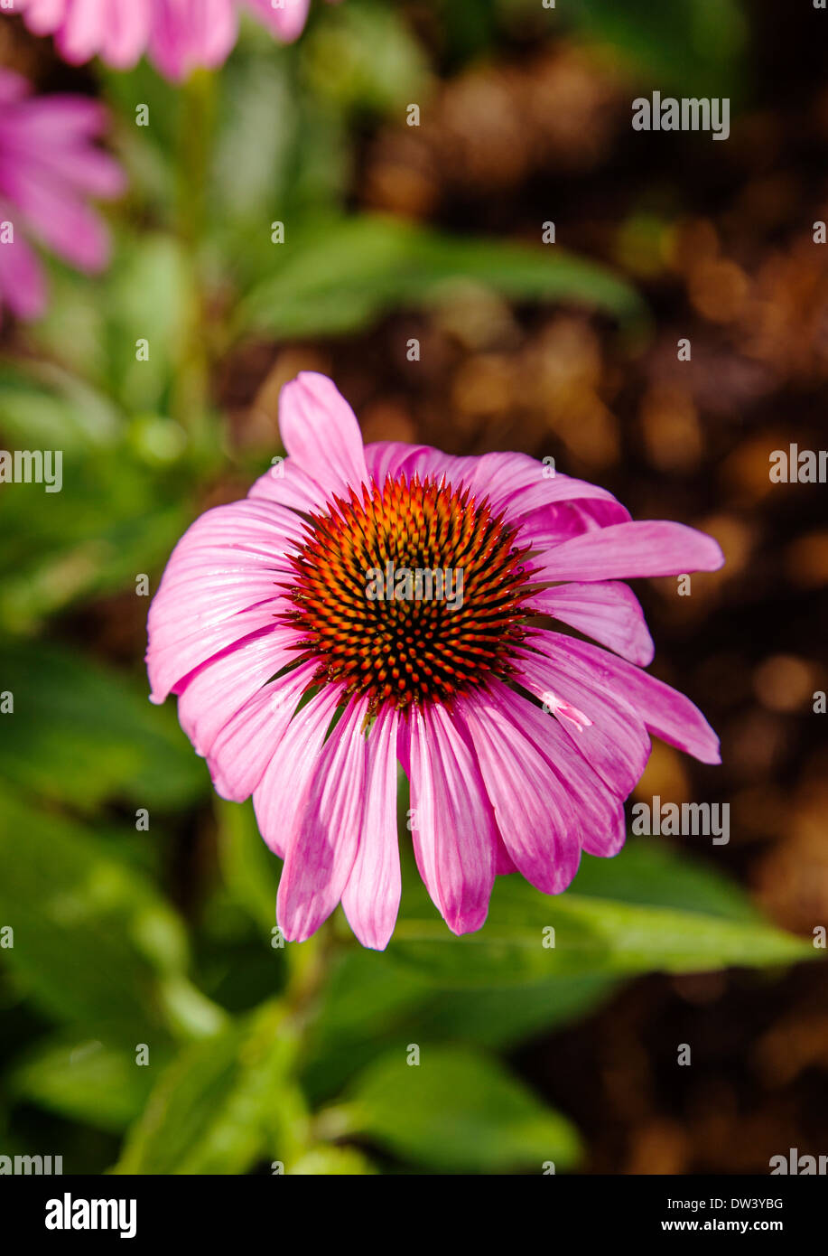 Coneflower plant hires stock photography and images Alamy