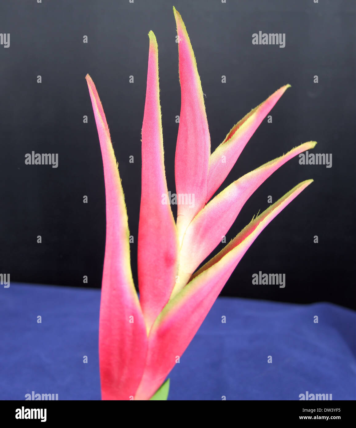 Bird of paradise hires stock photography and images Alamy