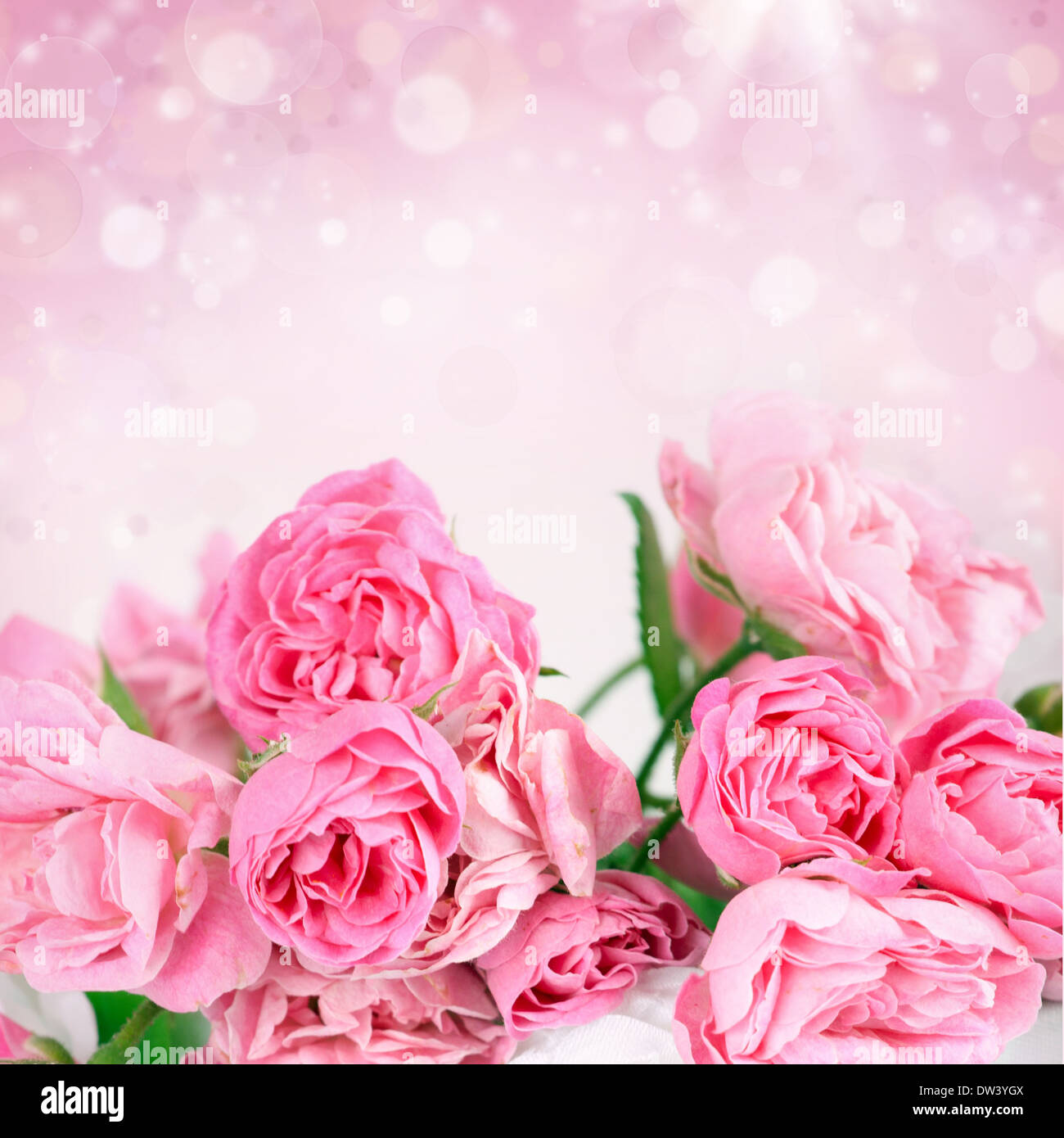 Beautiful pink roses on bokeh background Stock Photo - Alamy