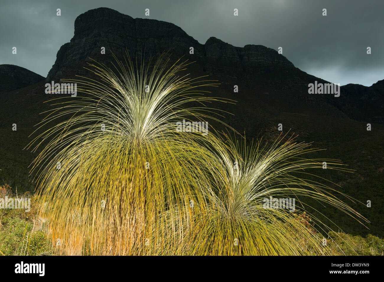 Grass Tree (Kingia australis) Endemic to Western Australia, Stirling Ranges National Park, below Bluff Knoll in clearing storm Stock Photo