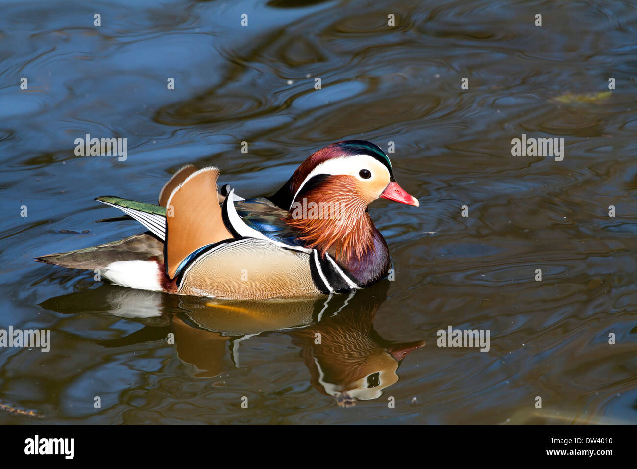 Male mandarin duck (Aix galericulata) swimming Stock Photo - Alamy