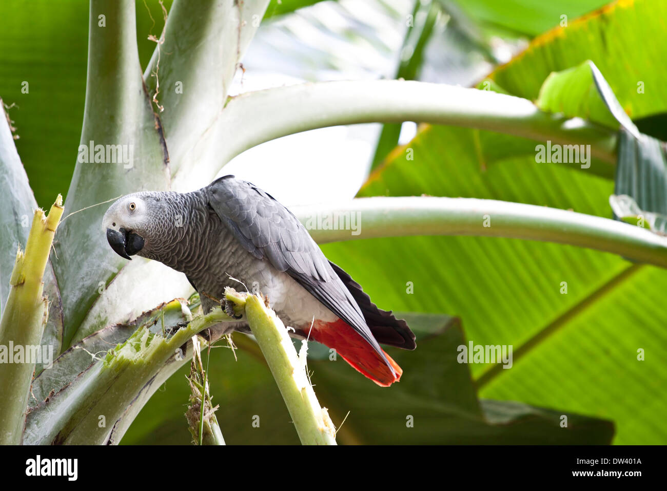 African Grey Parrot on a tree Stock Photo