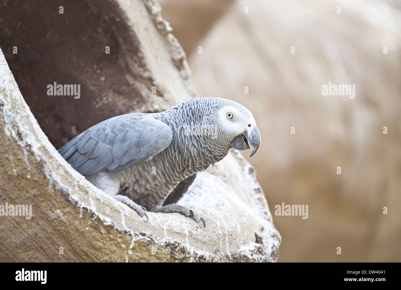 African Grey Parrot sitting in a tree Stock Photo