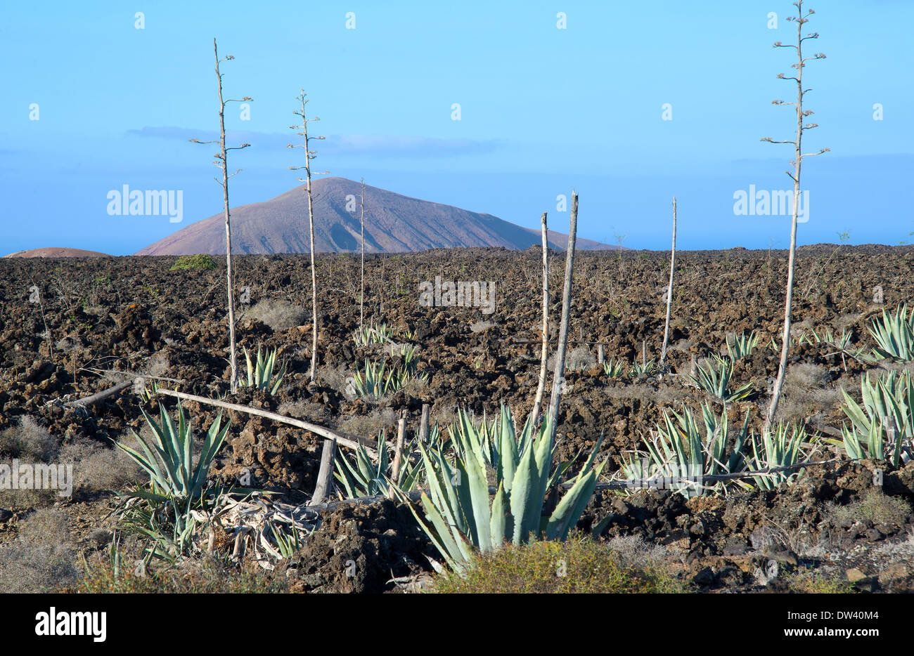 Timanfaya National Park, Lanzarote, Canary Islands, aloe vera plants set against volcanic landscape Stock Photo