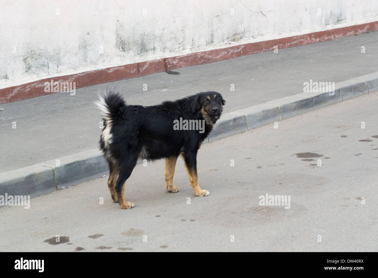 Black stray dog (Canis lupus familiaris) Stock Photo