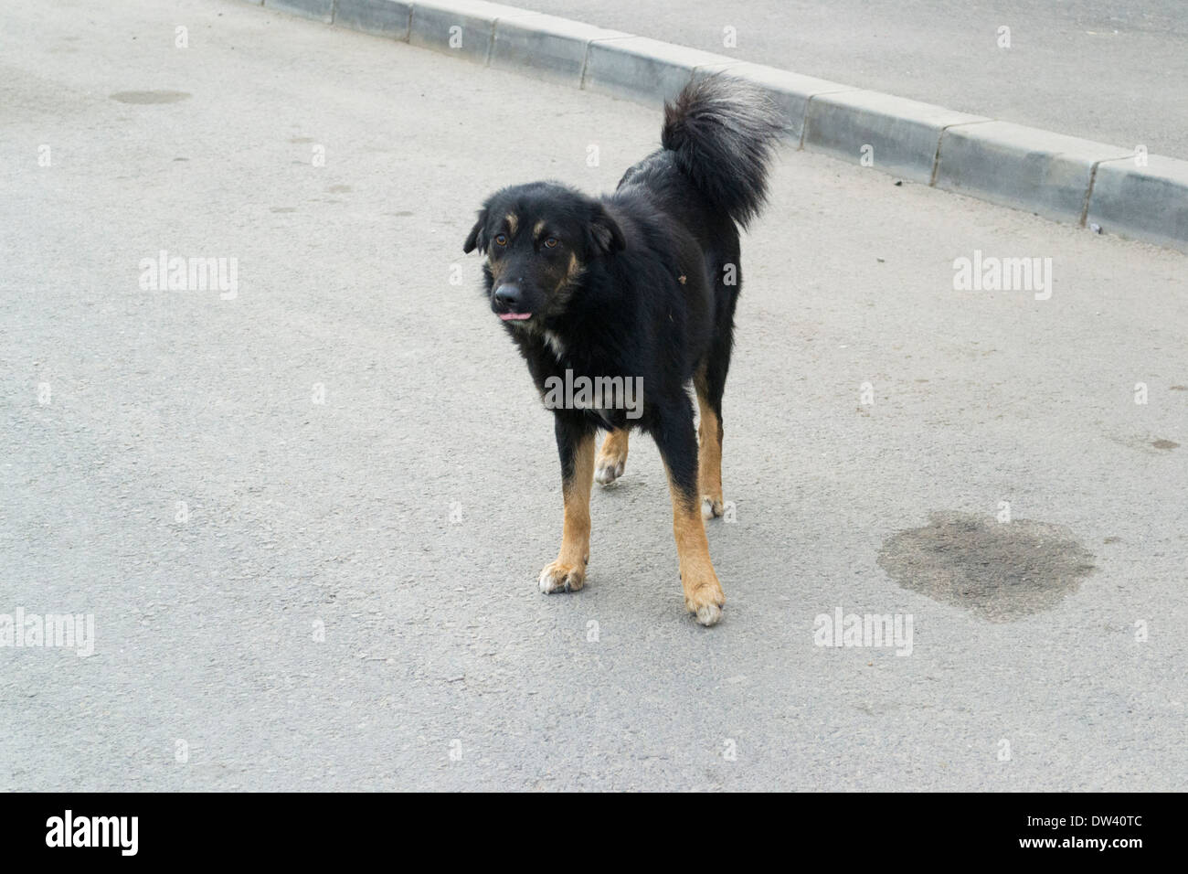 Black stray dog (Canis lupus familiaris) Stock Photo