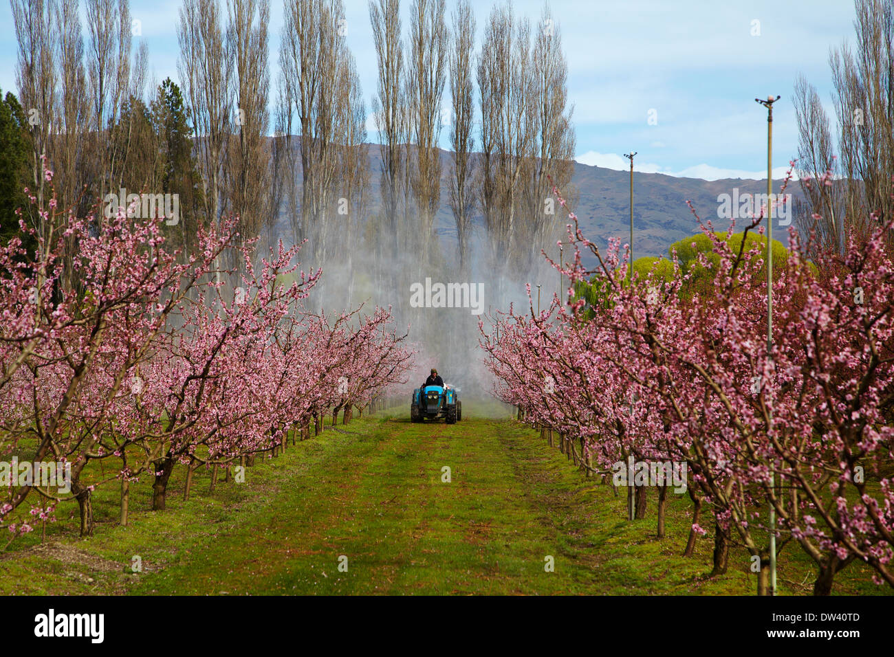 Spraying for pests in orchard in blossom in spring, Earnscleugh, near Alexandra, Central Otago, South Island, New Zealand Stock Photo