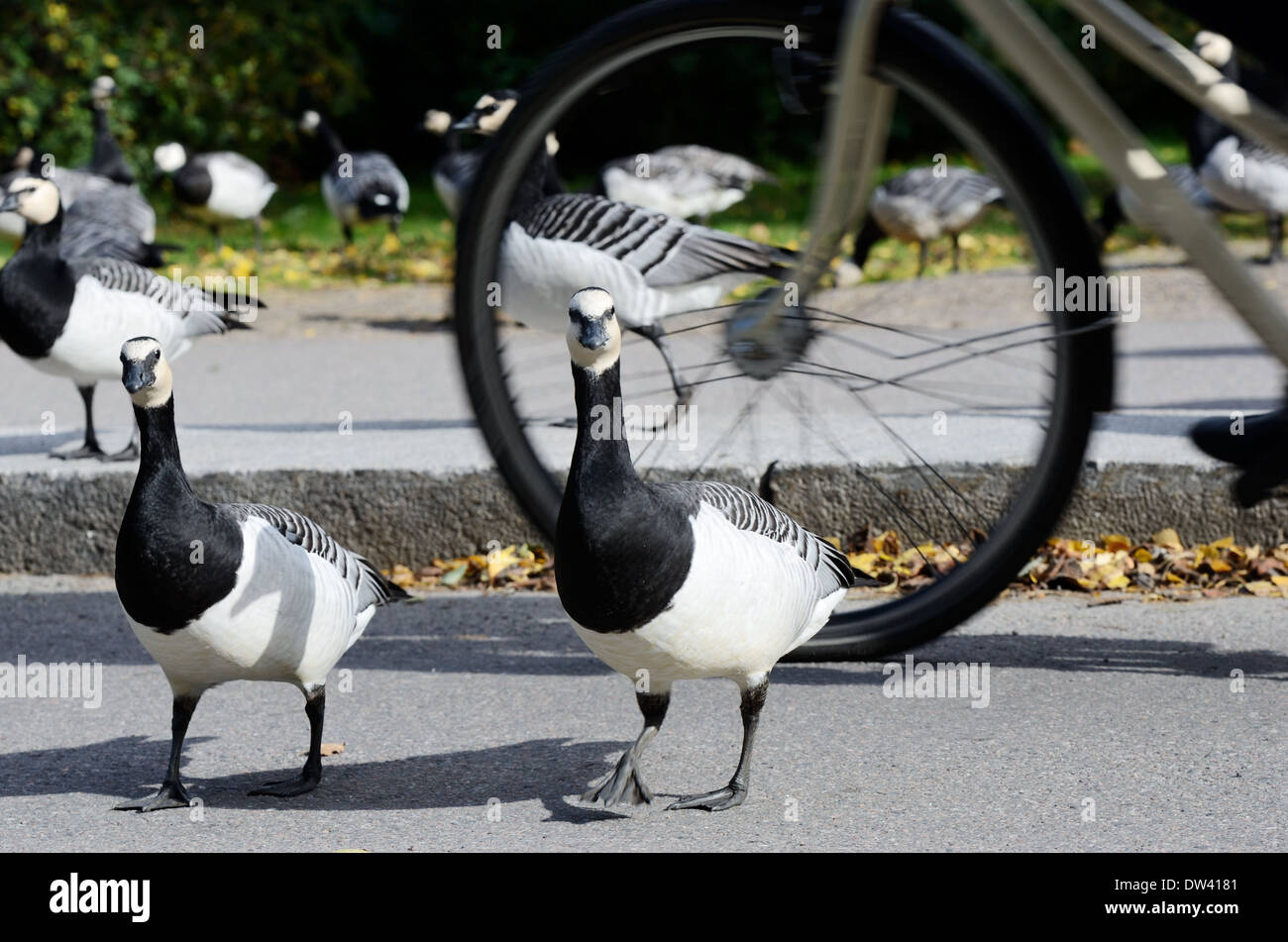 geese in the park before moving bikeway cyclist Stock Photo