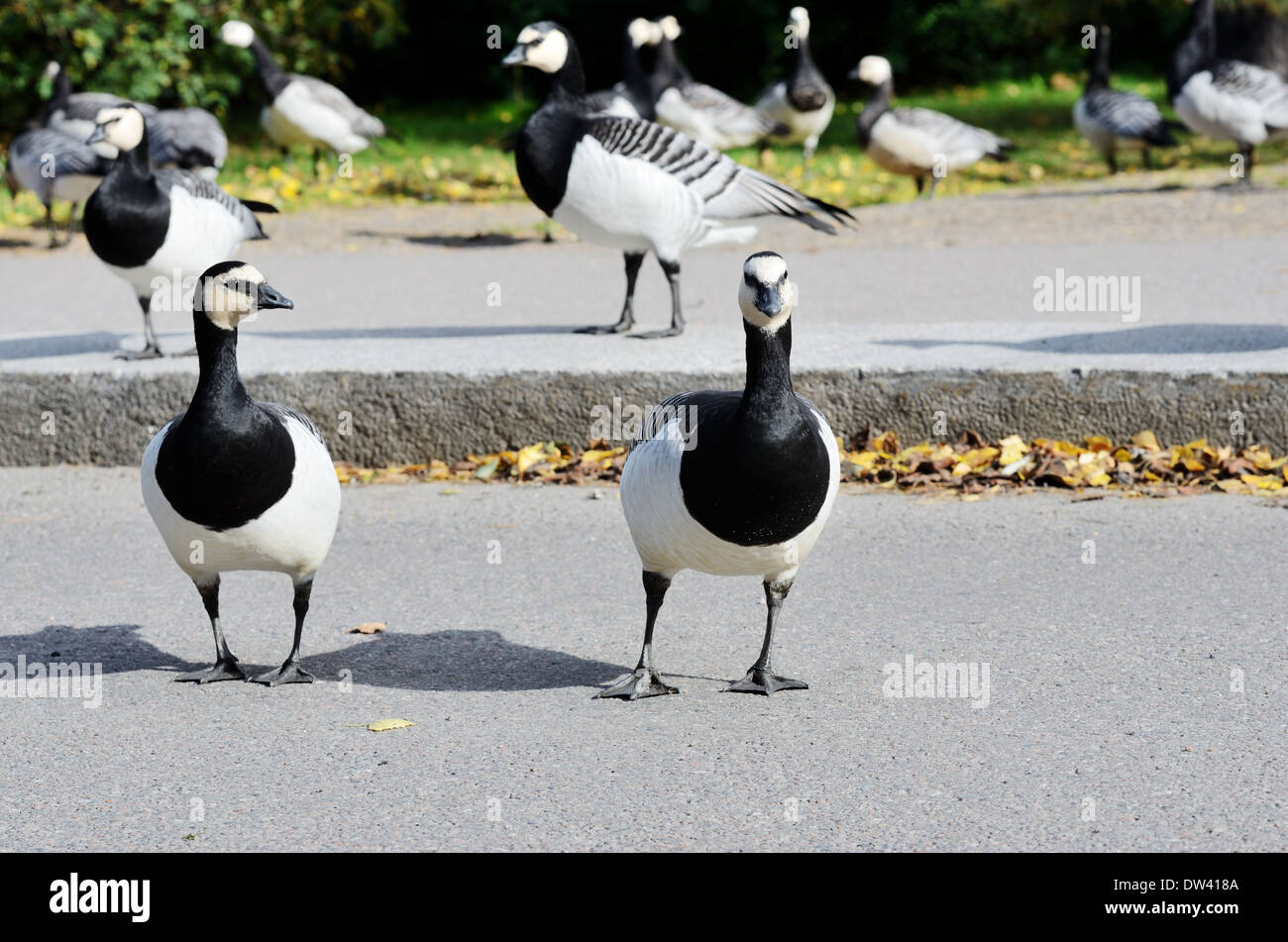 canadian geese in crossing the road, Helsinki, Finland Stock Photo