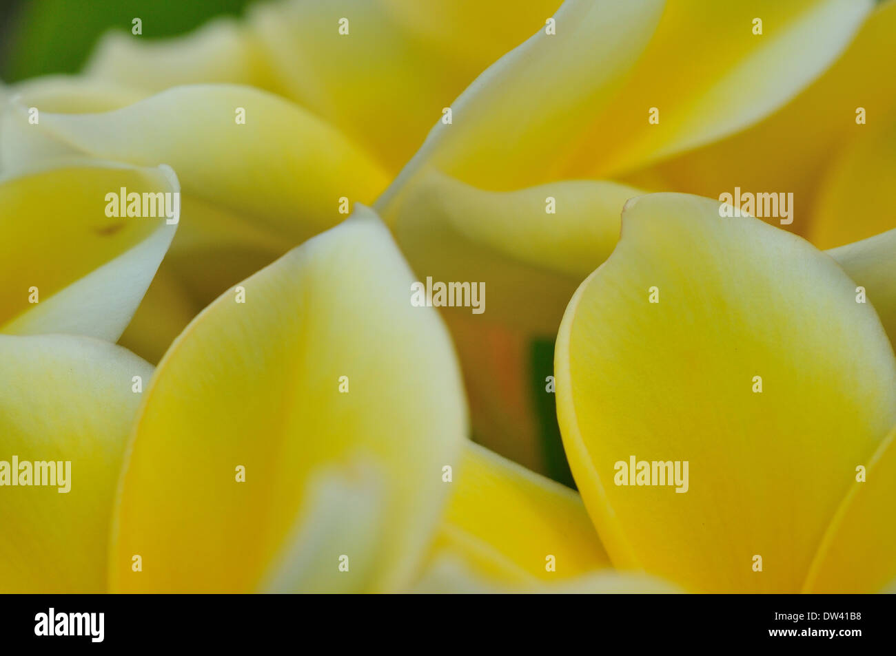 yellow-color-poem-stock-photo-alamy