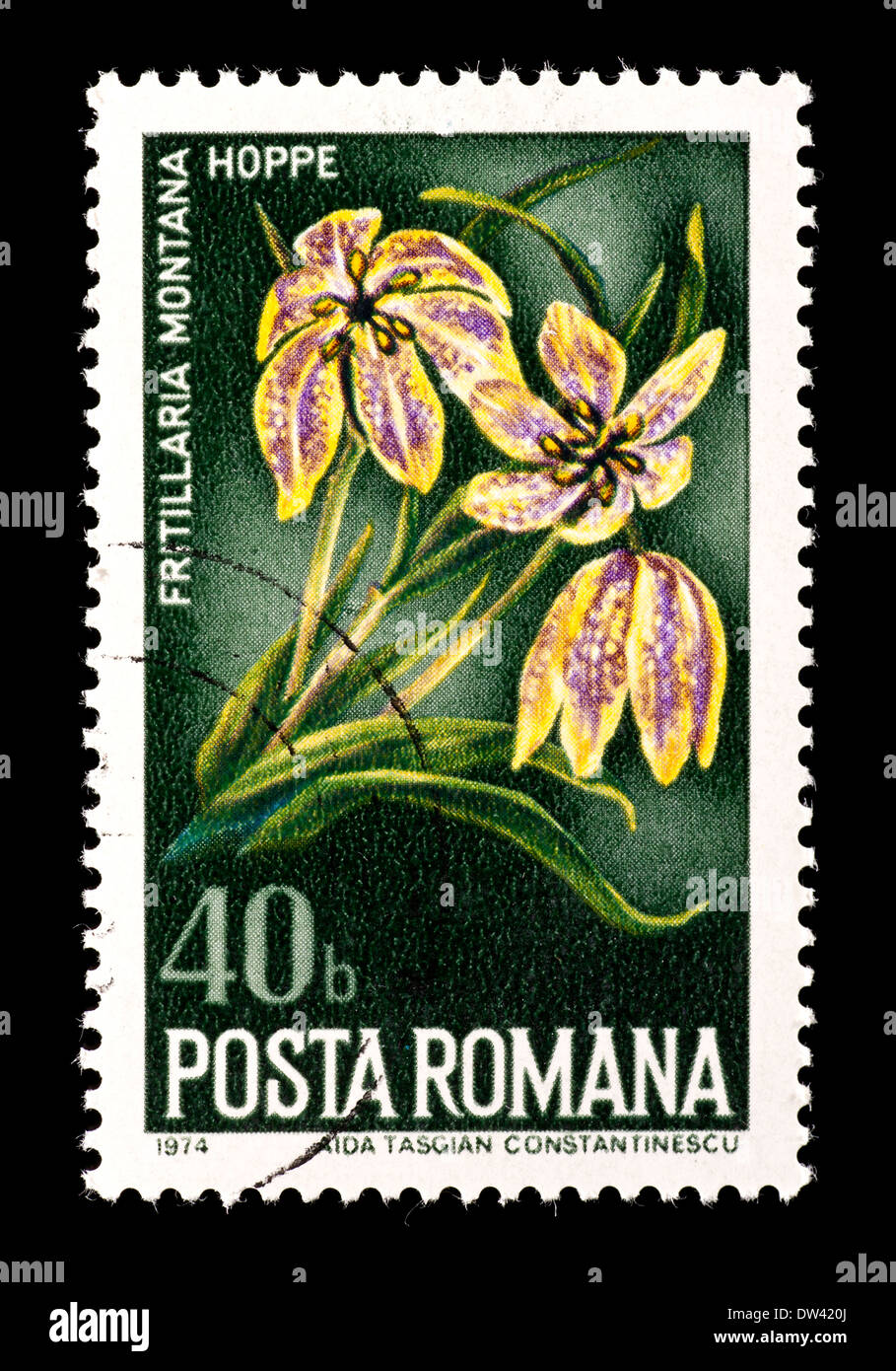 Postage stamp from Romania depicting a checkered lily (Fritillaria montana) Stock Photo