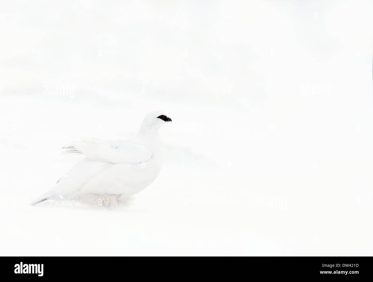 Male Ptarmigan Lagopus mutus, in winter plumage, Cairngorms, Scotland Stock Photo