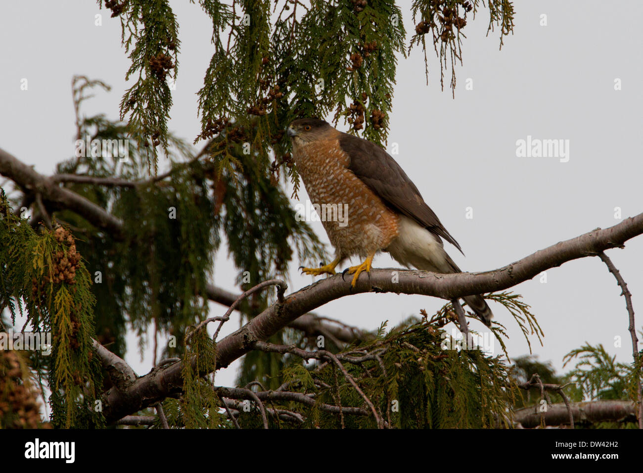 Cooper's Hawk (Accipiter cooperii) perched in a conifer tree in Nanaimo, Vancouver Island, BC Canada in February Stock Photo