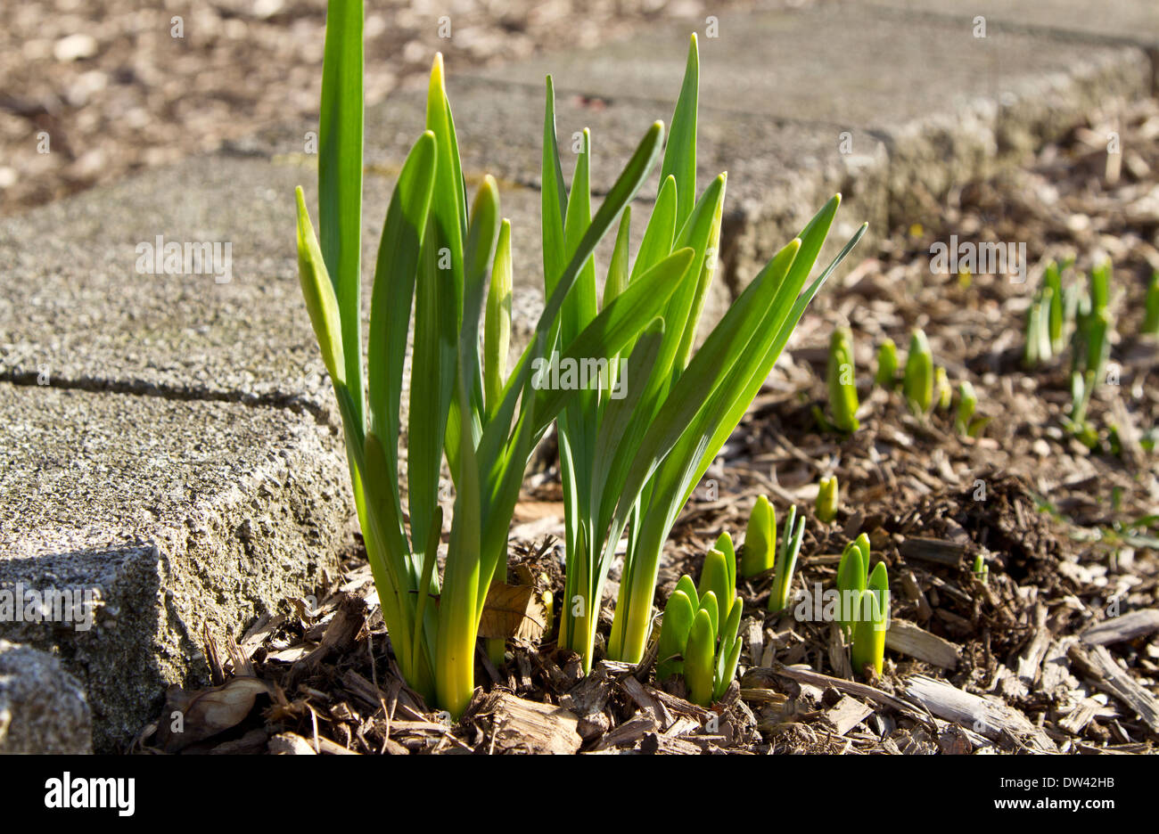 Natural image of daffodil leaves bursting from muddy ground and wood ...