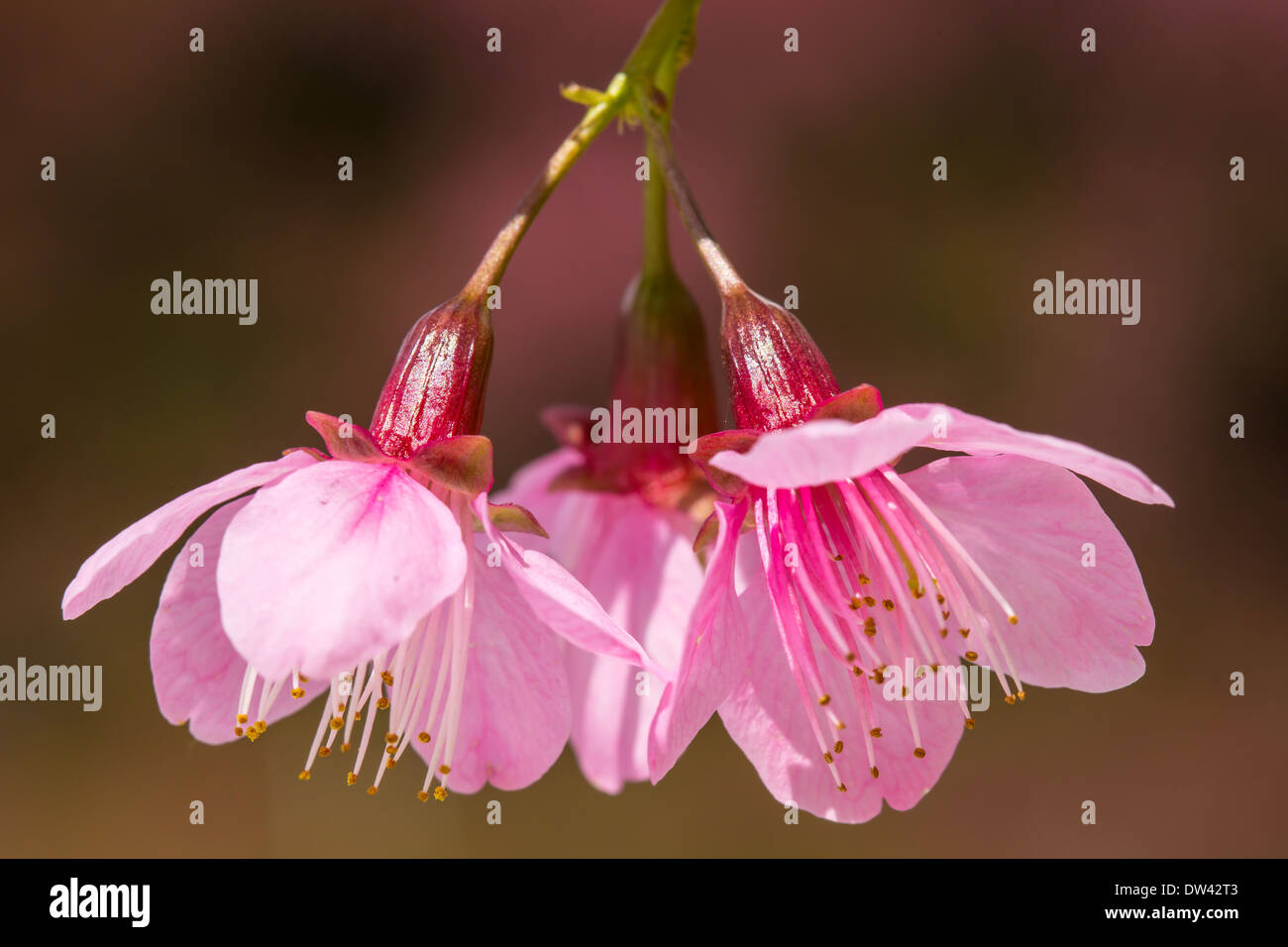 Pink flowers cherry sakura hi-res stock photography and images - Alamy