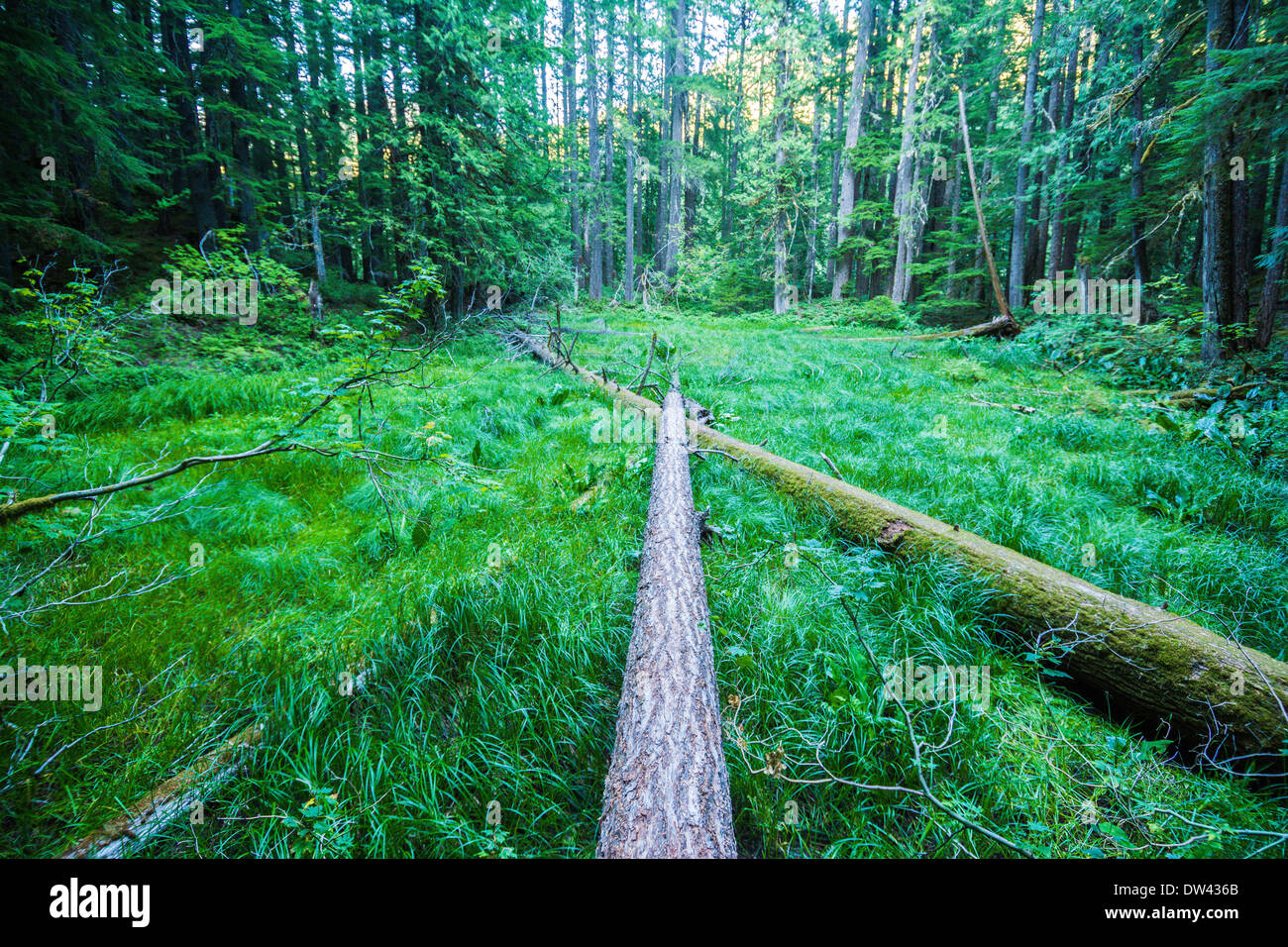 Ohanapecosh, Mt. Rainier National Park, Washington, USA Stock Photo