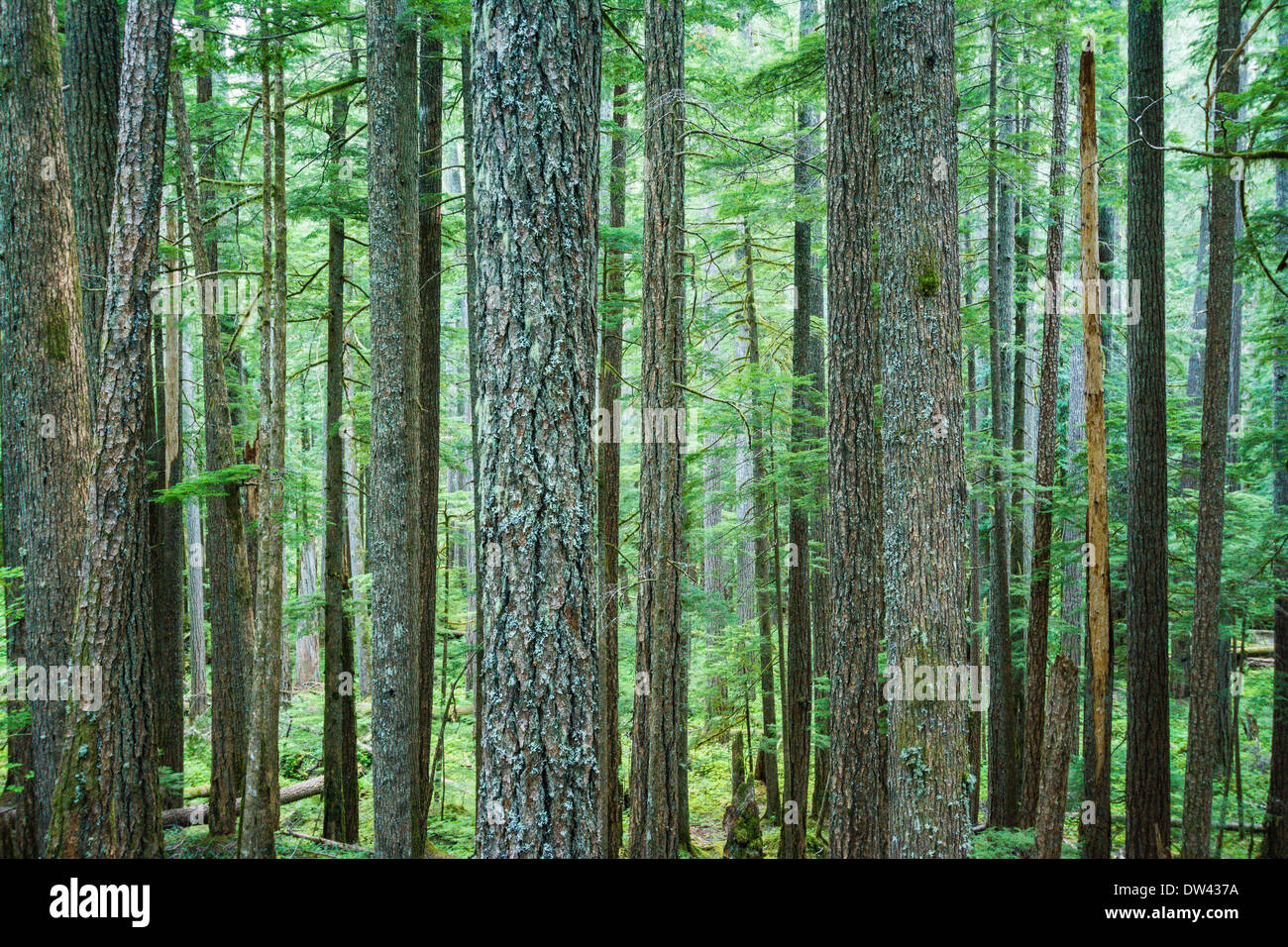 Ohanapecosh, Mt. Rainier National Park, Washington, USA Stock Photo