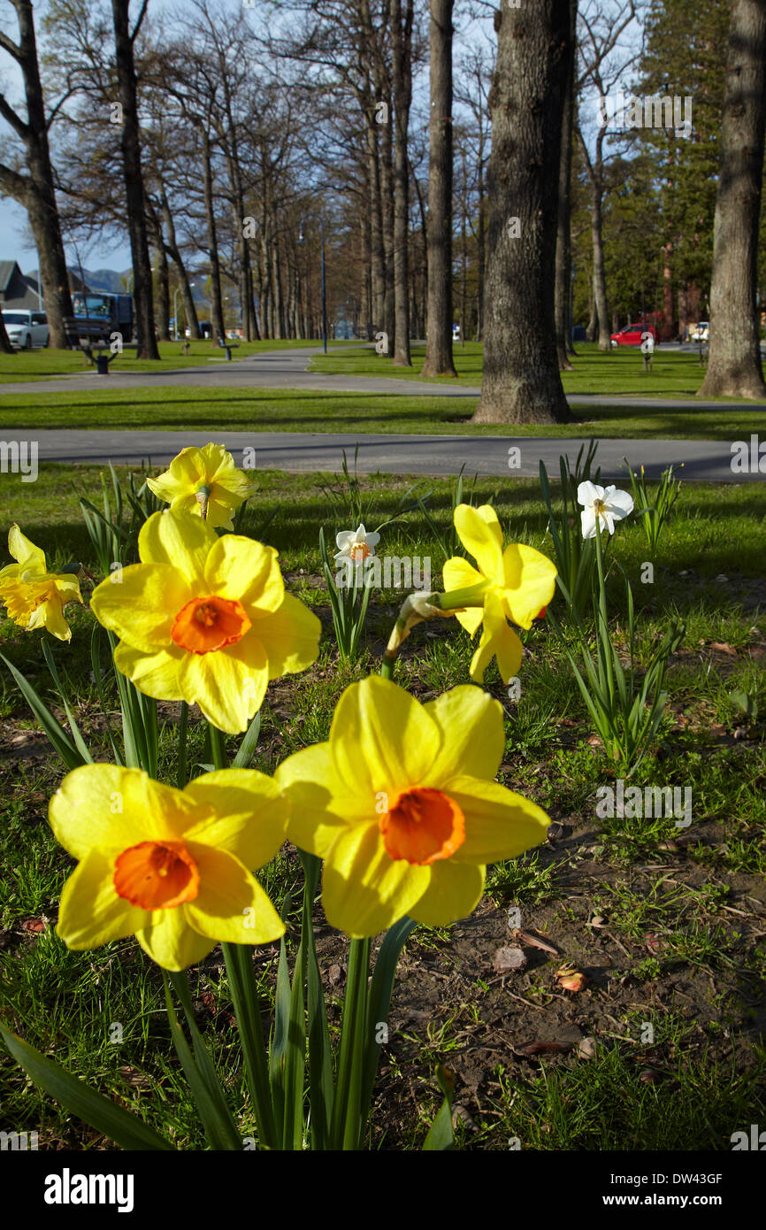 Spring daffodils at Hanmer Springs, North Canterbury, South Island, New