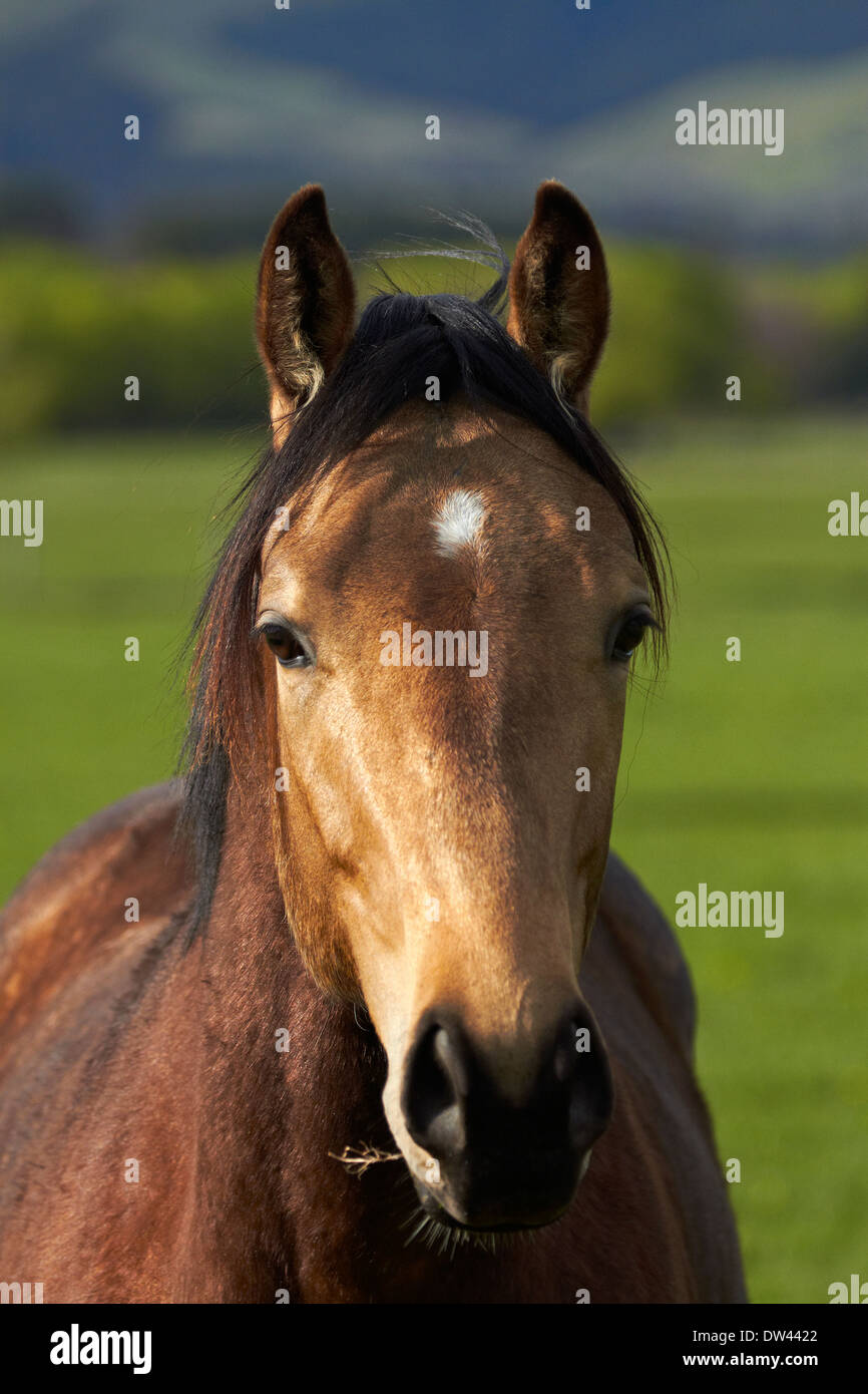 Horse near Hanmer Springs, North Canterbury, South Island, New Zealand Stock Photo