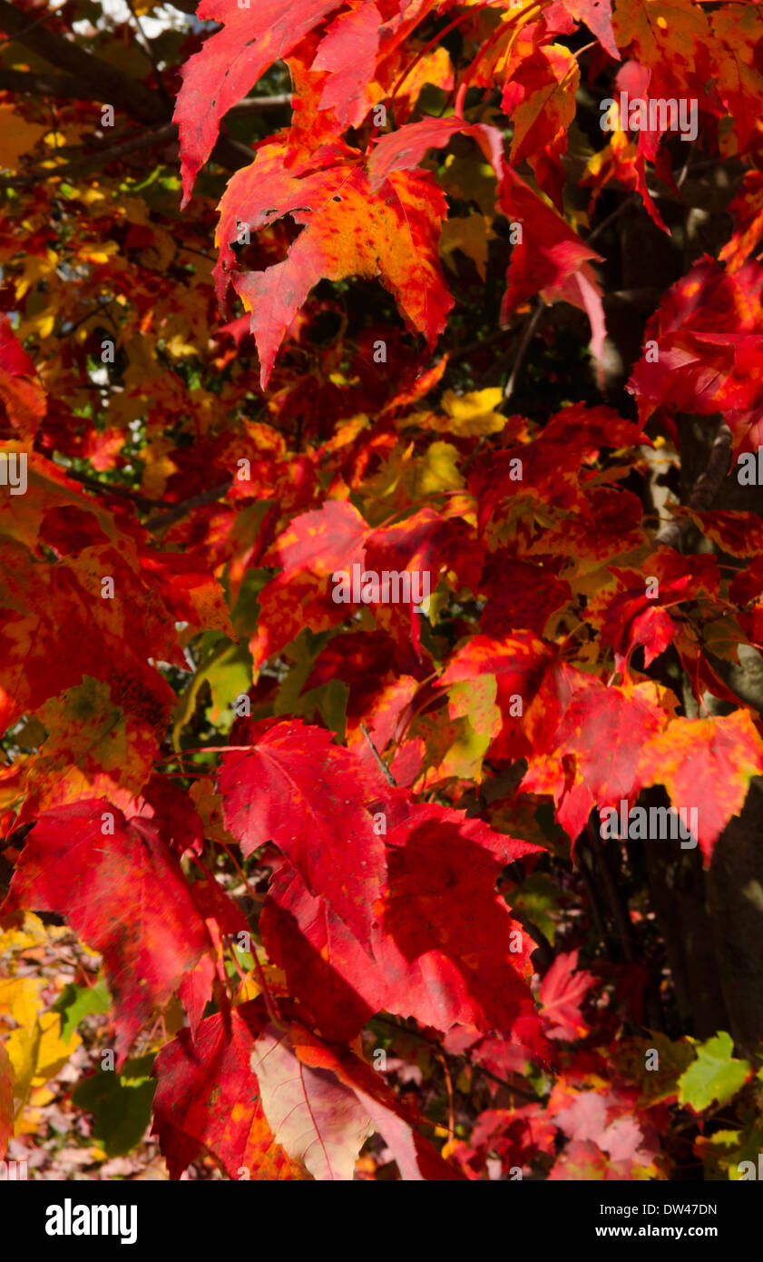 East Berkshire Vermont Fall foliage colors of red on trees in October in Northern New England Stock Photo