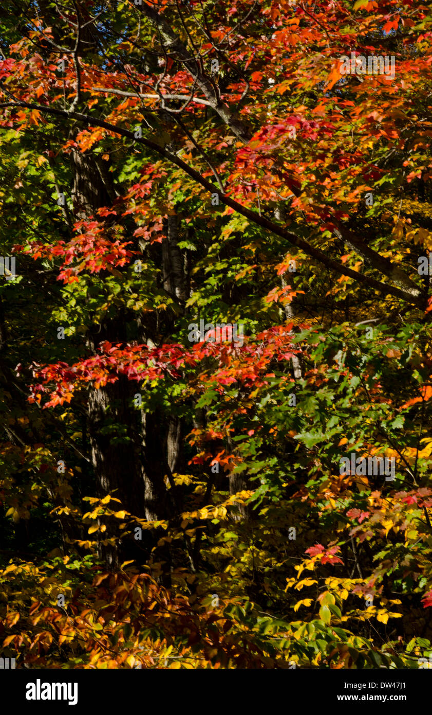 Kancamagus Highway New Hampshire near Conway beautiful fall foliage in Northern New England in ...