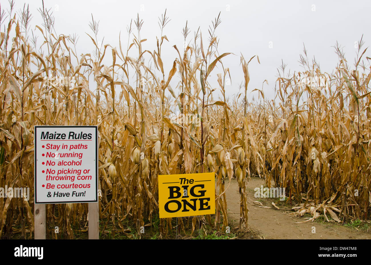 Farmington Maine fall activity Corn Maze in field with corn stalks in