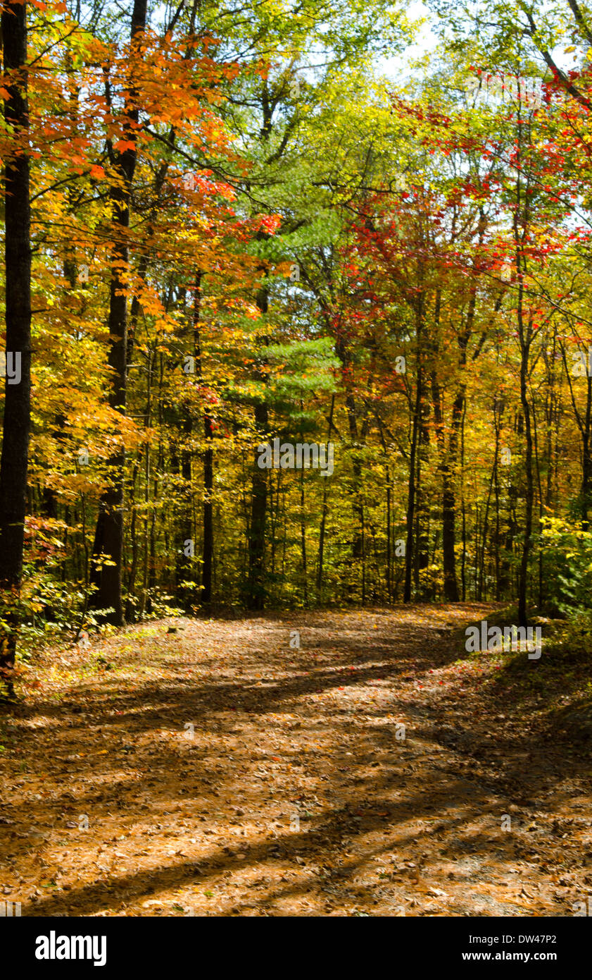 Rockland Maine fall foliage colors on trail in October leaves in leaf ...