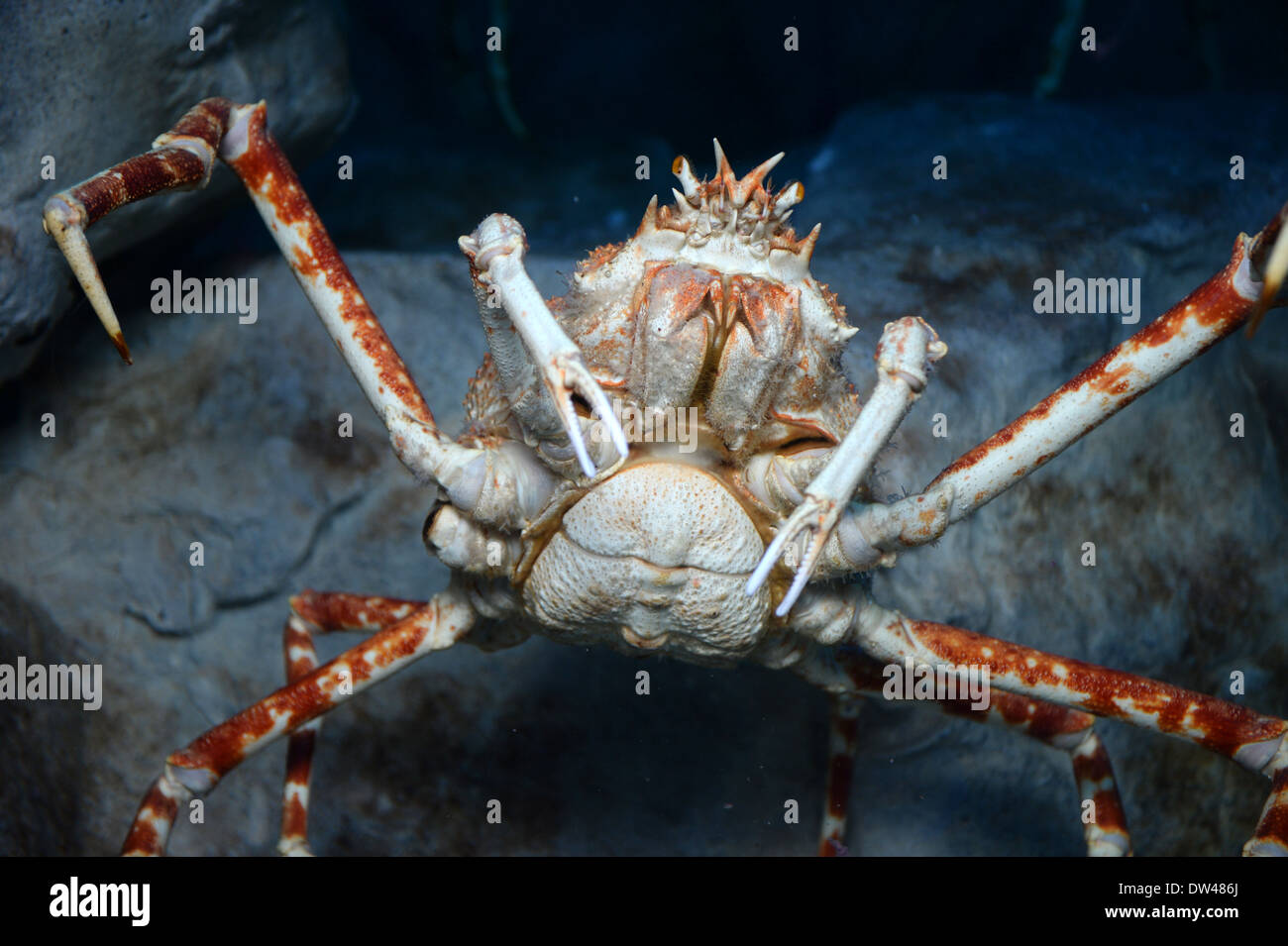 Close up shots of maine life in an aquarium Stock Photo
