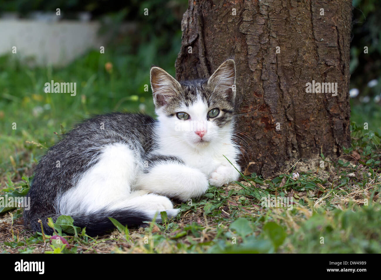 Cute, small cat lying on the grass. Stock Photo