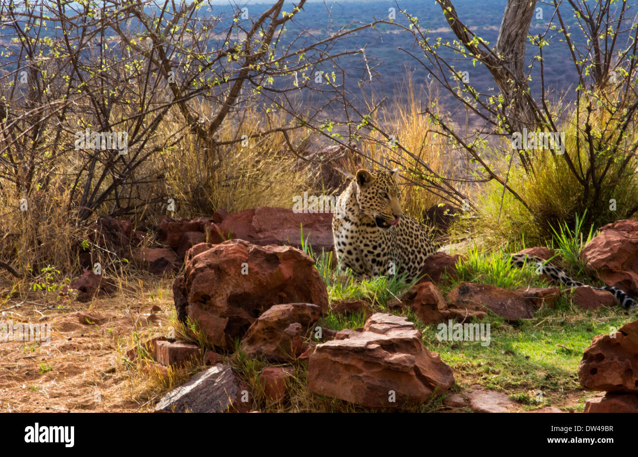 Namibia Africa leopard in wild at Okonjima Private Reserve at Okonjima ...