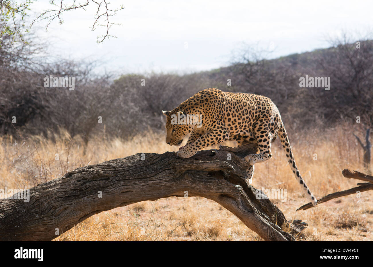 Namibia Africa leopard in wild at Okonjima Private Reserve at Okonjima ...