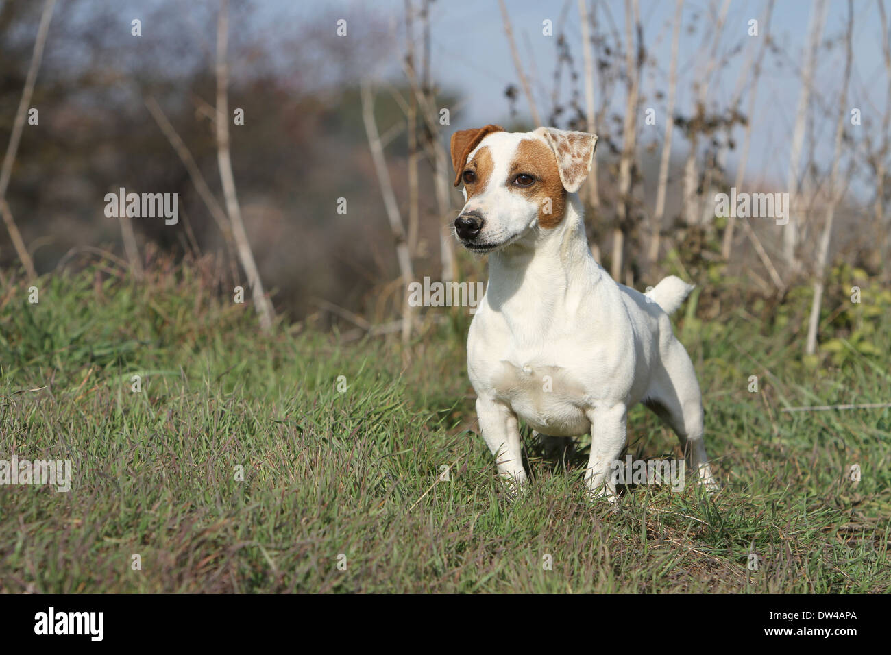 Dog Jack Russel Terrier  /  adult standing in a meadow Stock Photo