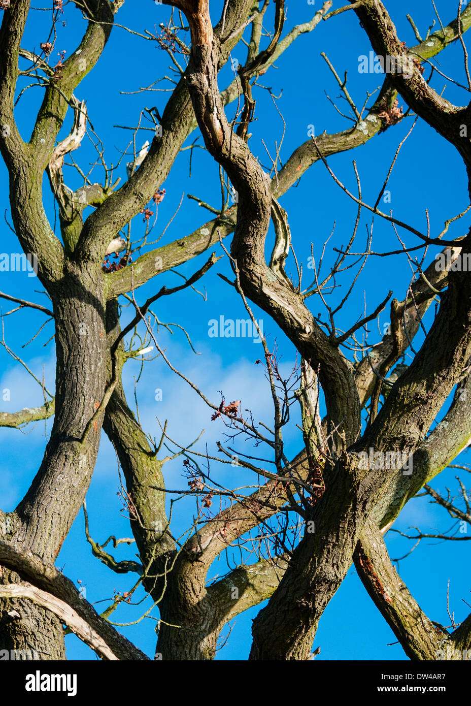 Gnarled tree branches against blue sky with white cloud. Stock Photo