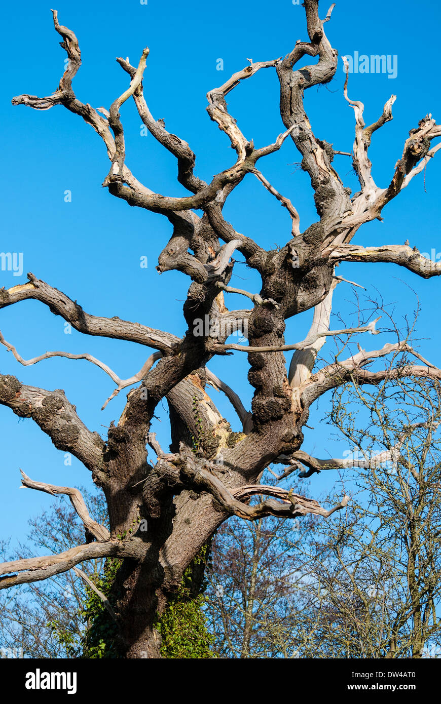 Gnarled, leafless tree against blue sky. Stock Photo