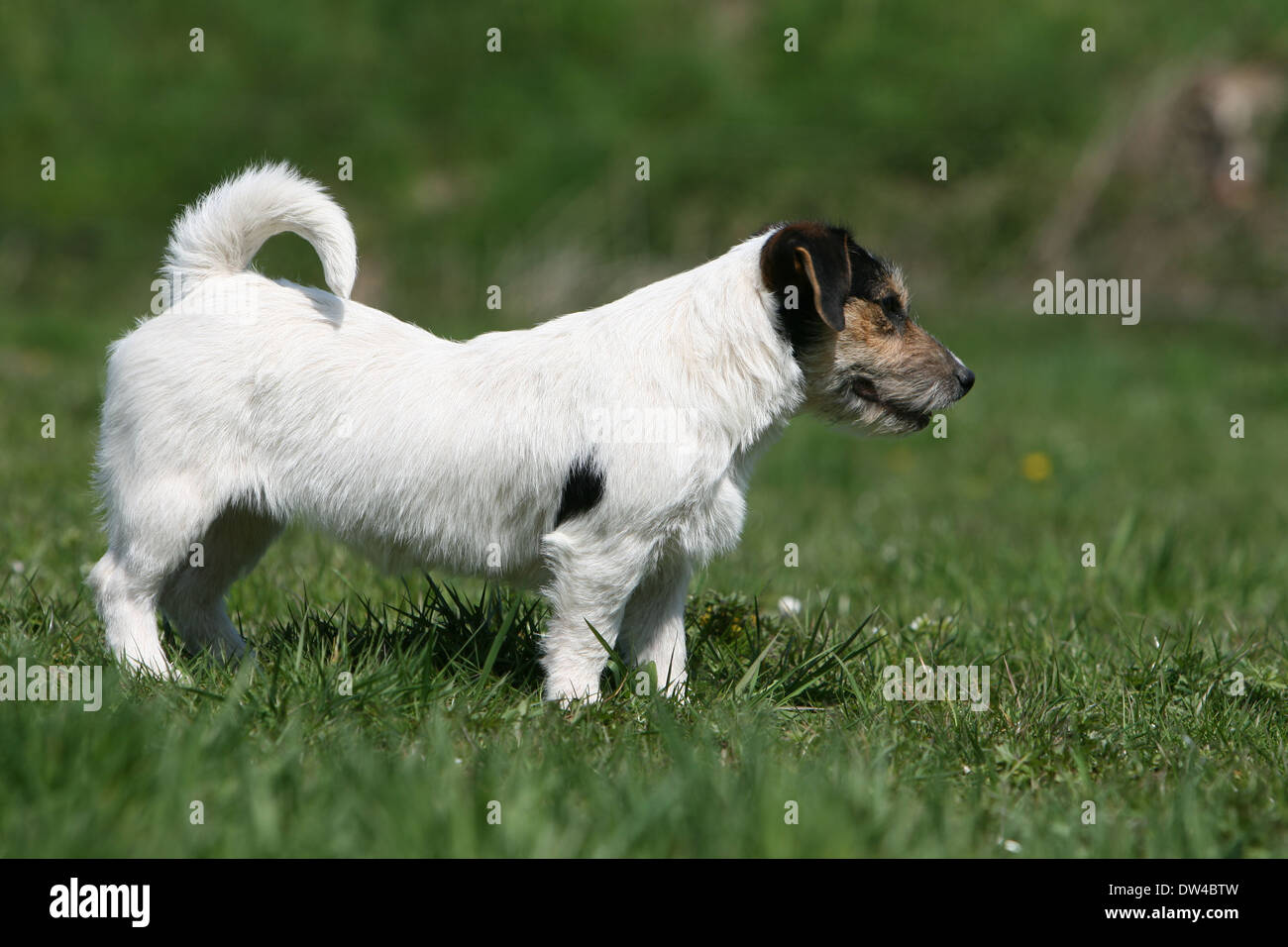 Dog Jack Russel Terrier ( wire haired) / adult standing in a meadow Stock Photo Alamy