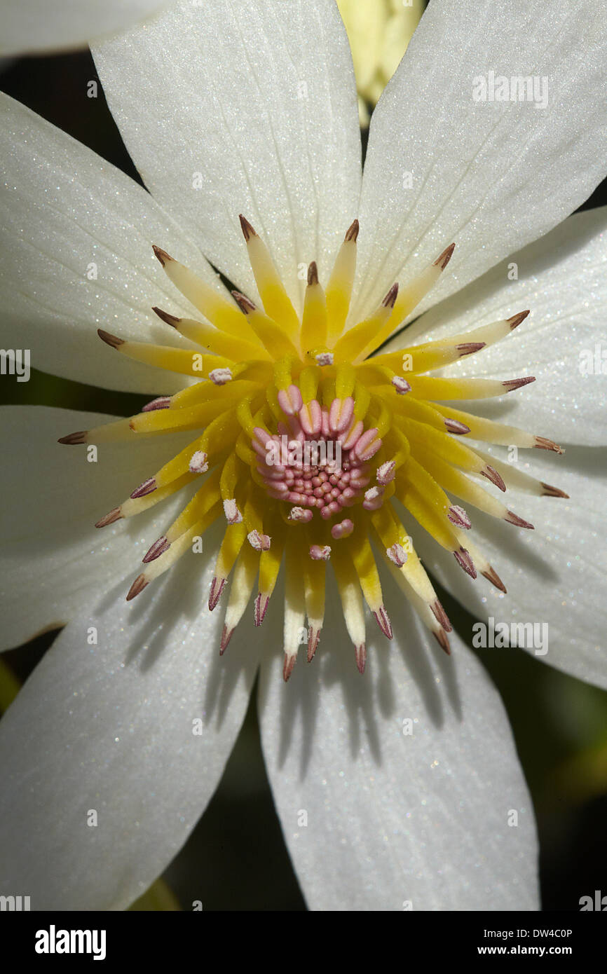 Native Clematis Flower ( Clematis paniculata ), Dunedin, Otago, South
