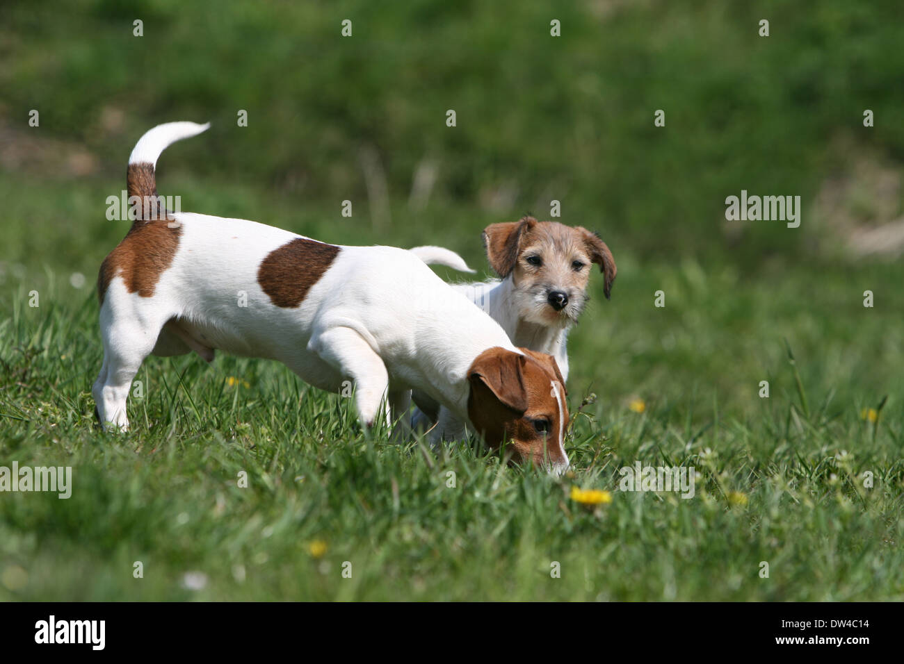 Dog Jack Russel Terrier  /  adult ( smooth coat ) and puppy ( rough hair ) standing in a meadow Stock Photo