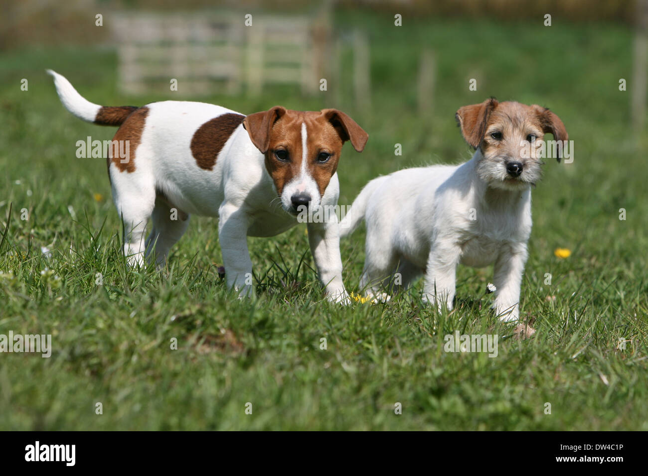 Dog Jack Russel Terrier / adult ( smooth coat ) and puppy ( rough hair )  standing in a meadow Stock Photo - Alamy