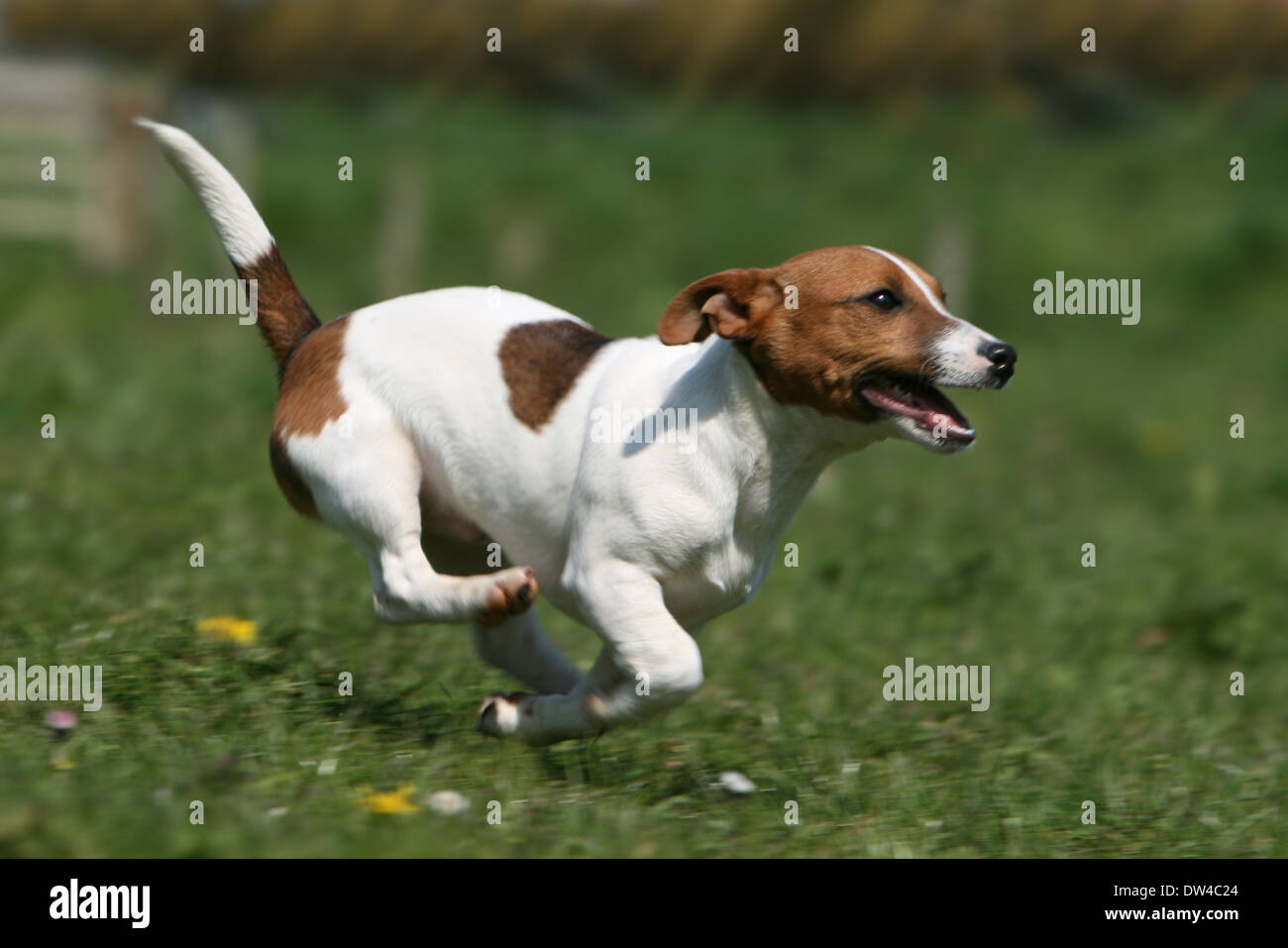 Dog Jack Russel Terrier  /  adult running in a meadow Stock Photo