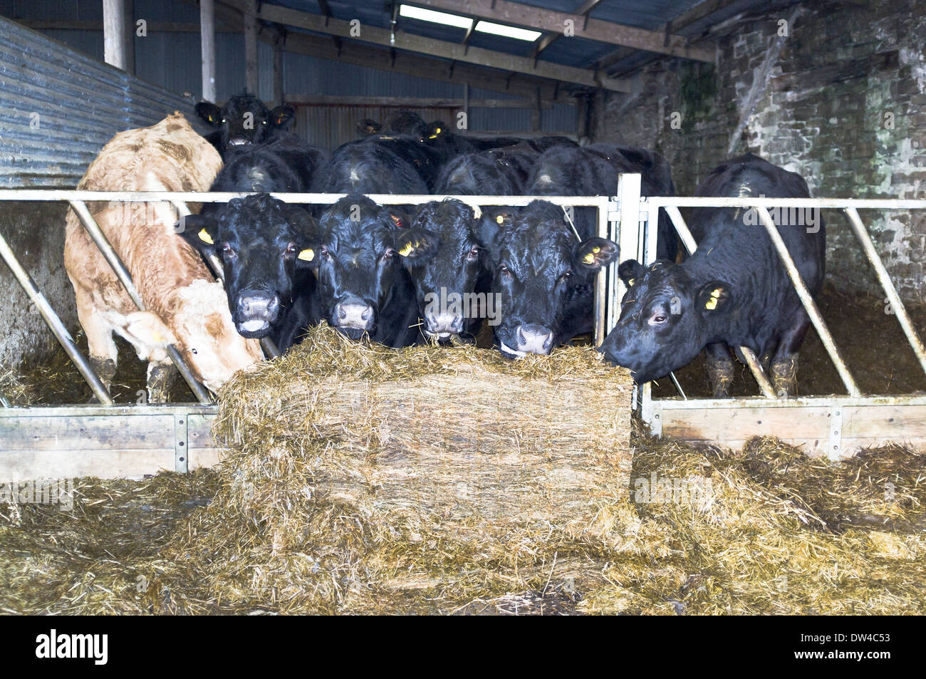 dh Cows winter feeding CATTLE UK Cow shelter byre silage hay bale farm
