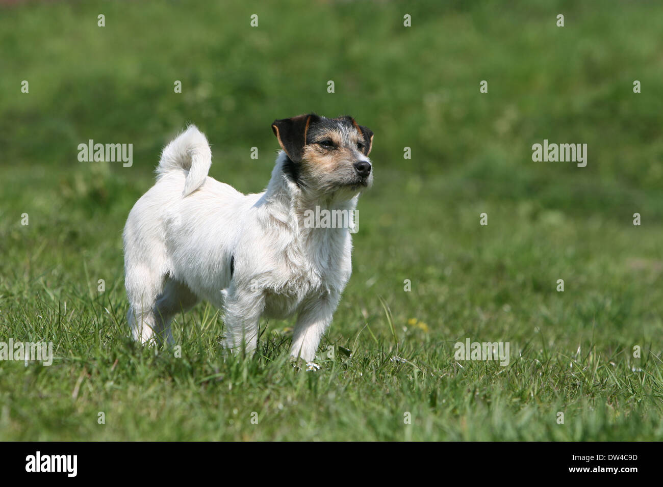 Wire Haired Jack Russell High Resolution Stock Photography and Images