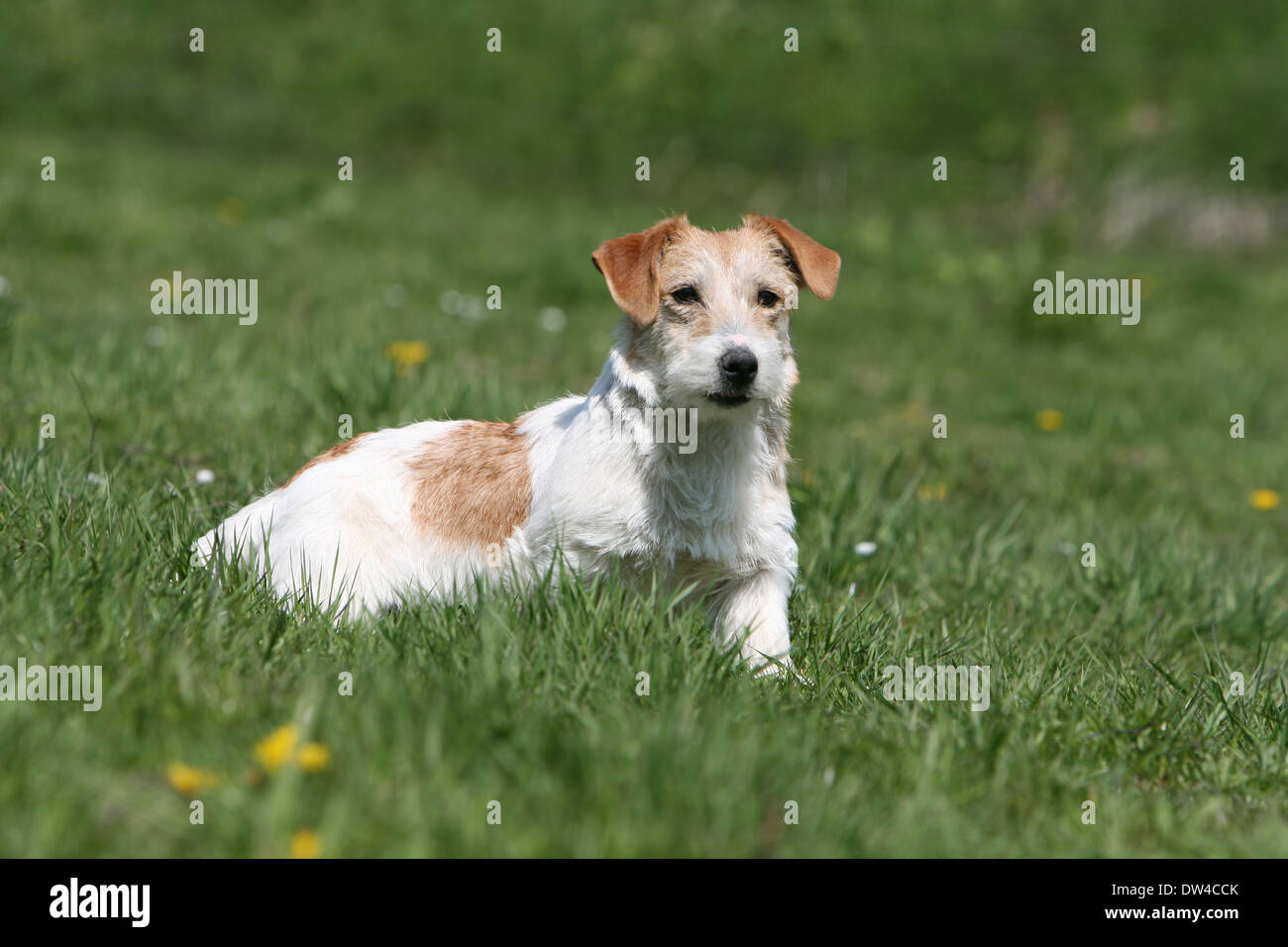 Dog Jack Russel Terrier / adult ( wire hair ) sitting in a meadow Stock ...