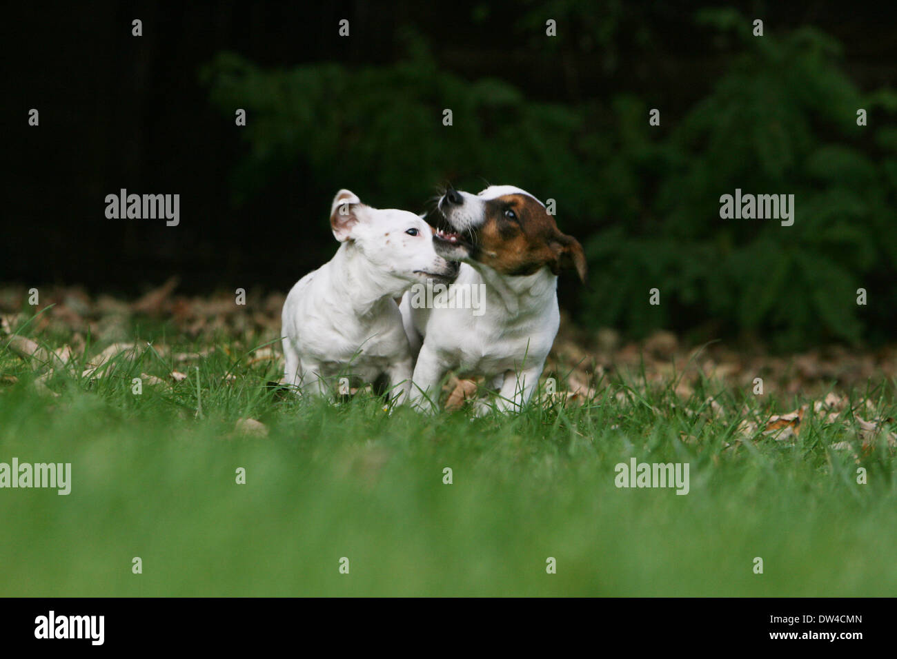 Dog Jack Russel Terrier  /  two puppies playing in a garden Stock Photo