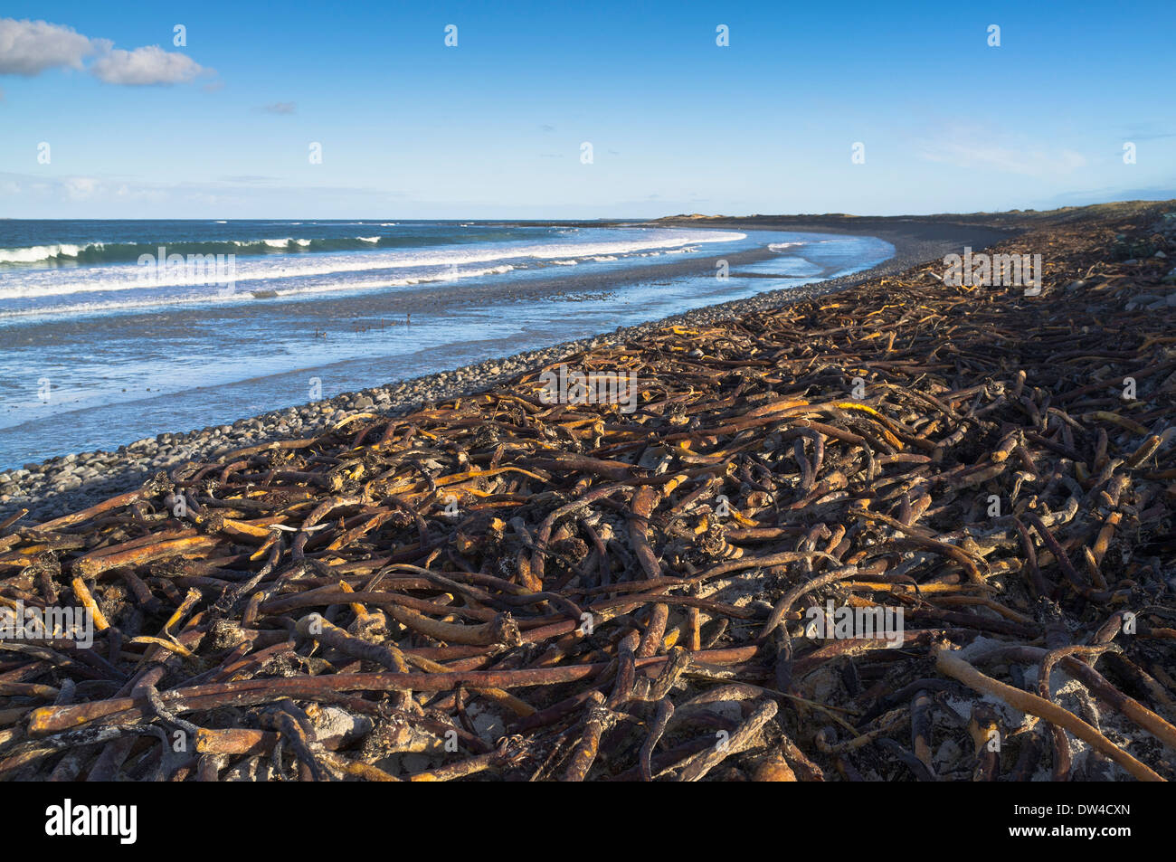 dh Whitemill Bay SANDAY ORKNEY Wash up kelp ashore coastal beach seaweed coast Stock Photo